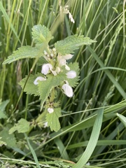 Lamium album