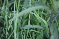 Syricoris