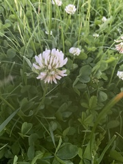 Trifolium repens