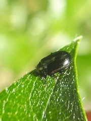 Phratora vitellinae
