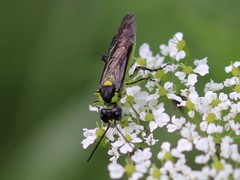 Tenthredo mesomela