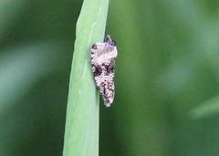 Syricoris