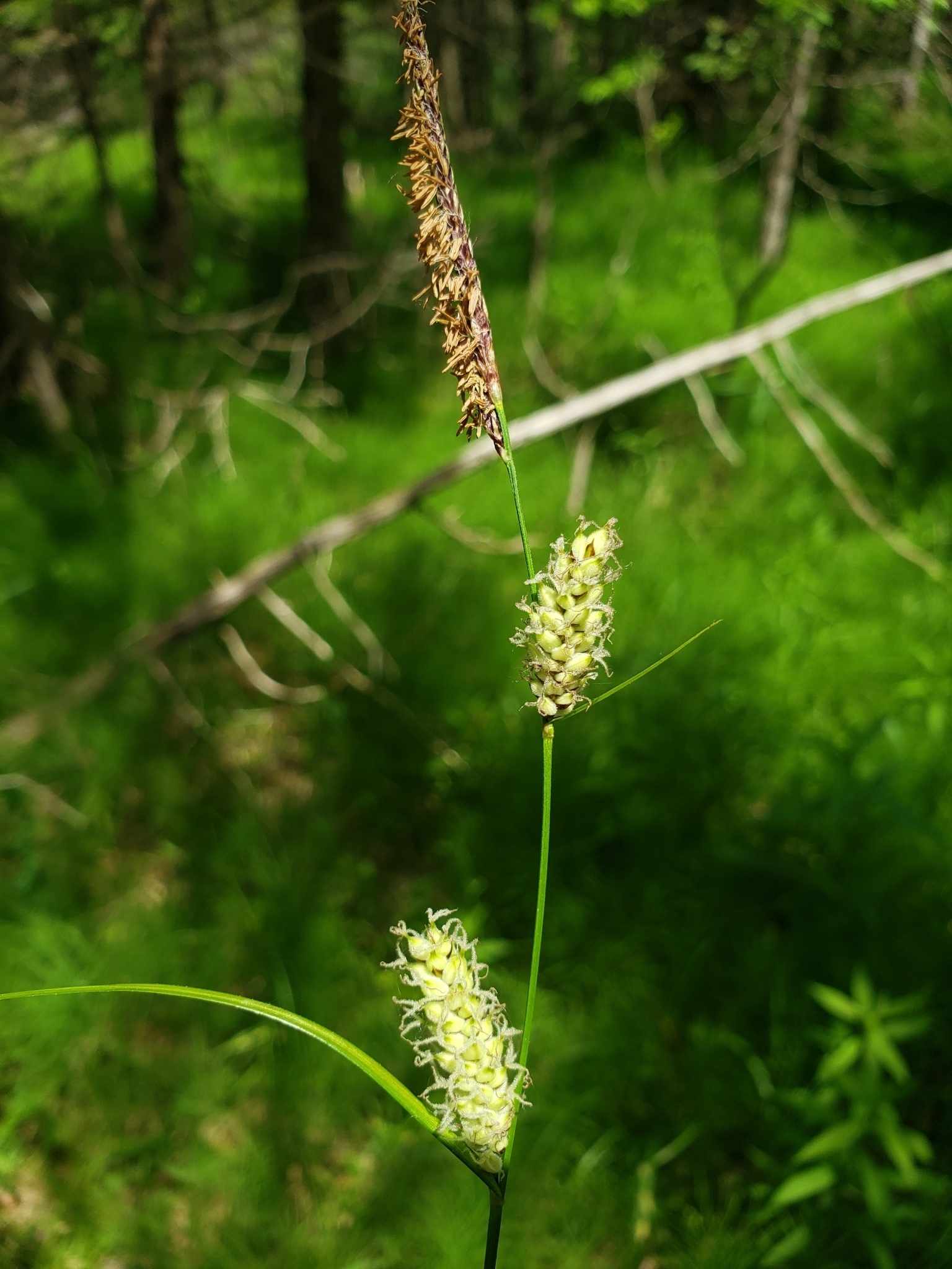 Carex pellita