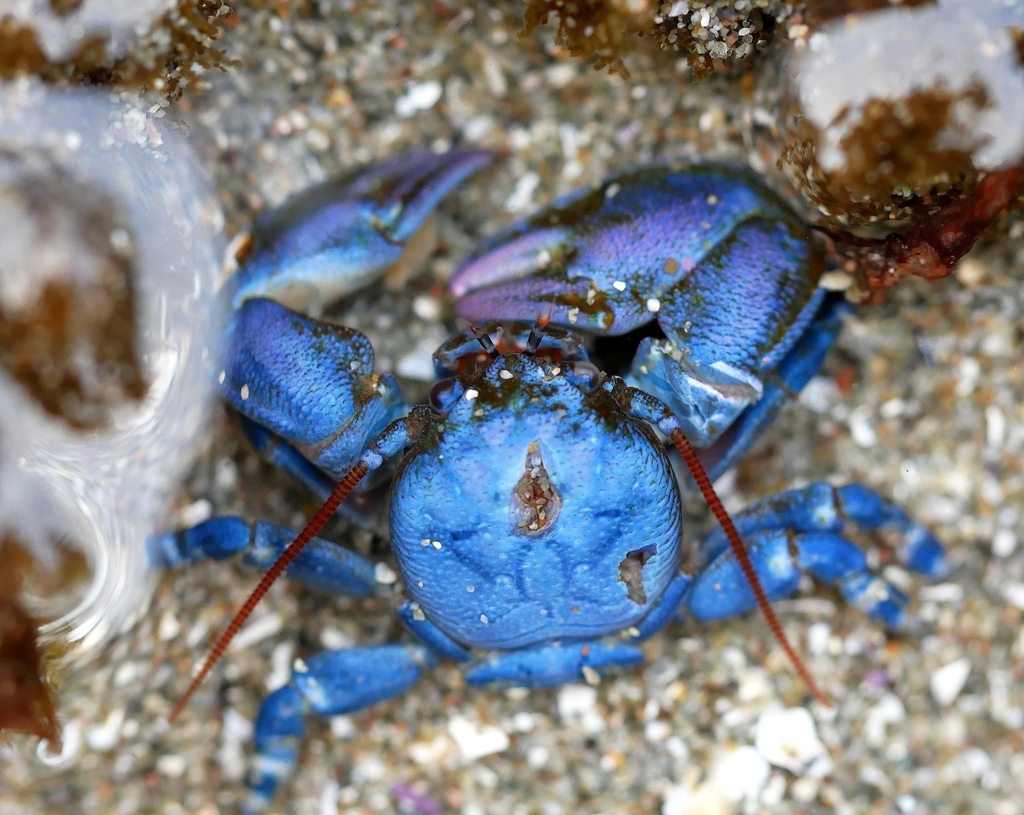 flat porcelain crab