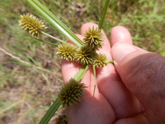 Cyperus echinatus