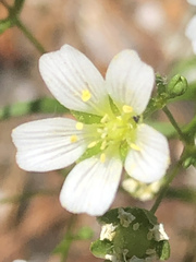 Mononeuria groenlandica