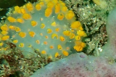 Polycitor giganteus