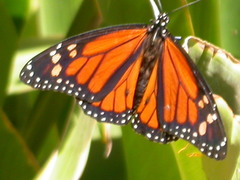 Danaus plexippus