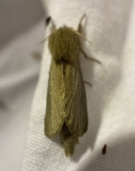 Phragmataecia castaneae