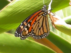 Danaus plexippus