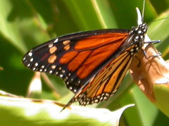 Danaus plexippus