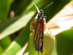 Danaus plexippus