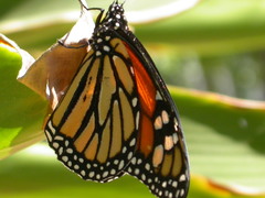 Danaus plexippus