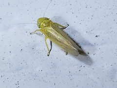 Cicadula