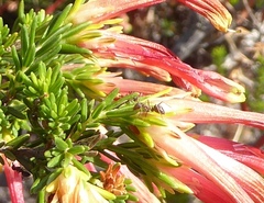 Erica discolor