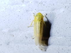 Cicadula
