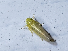 Cicadula
