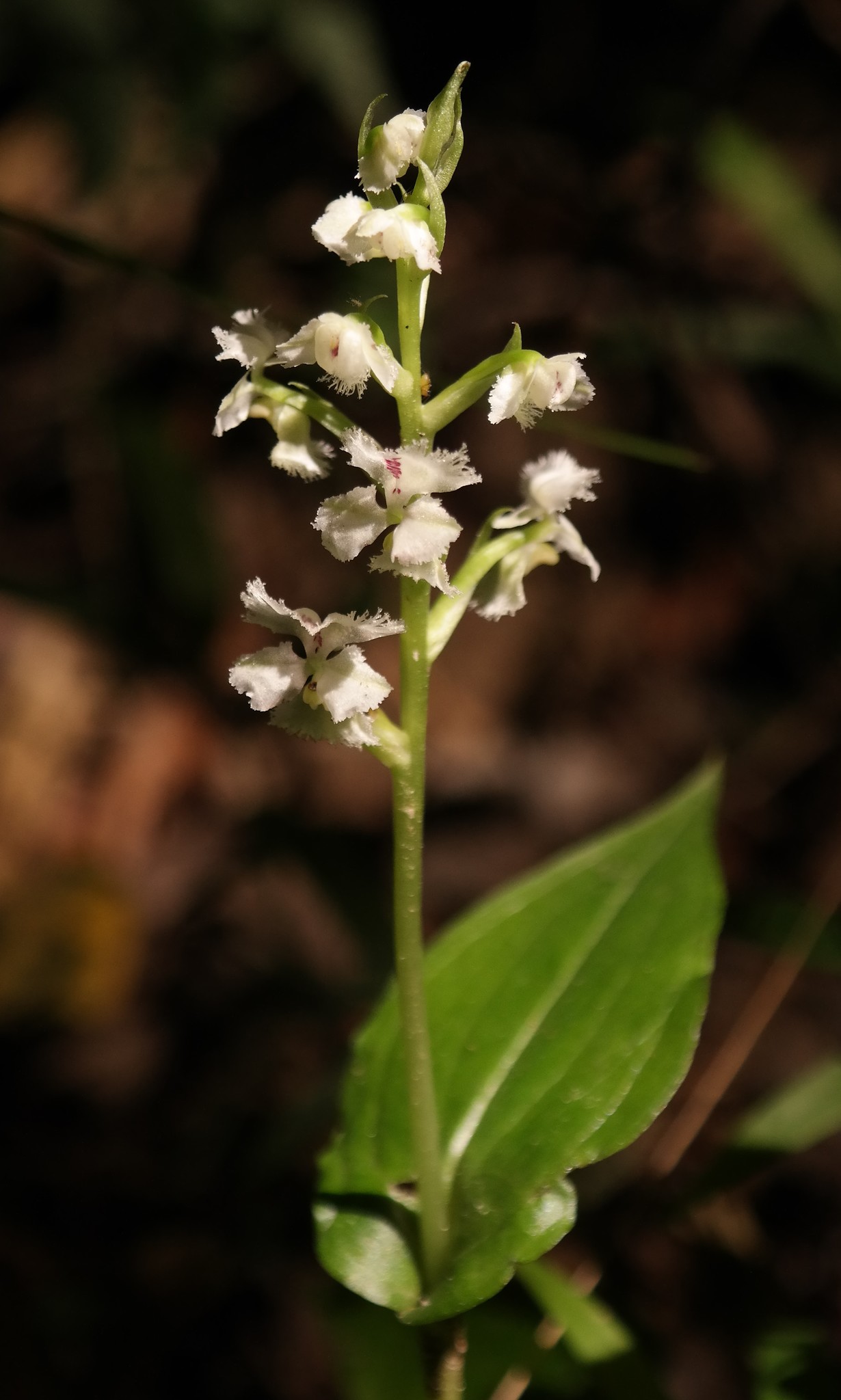 Huttonaea