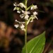 Fringed Mask Orchid - Photo (c) Nick Helme, some rights reserved (CC BY-SA), uploaded by Nick Helme