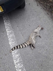 Genetta genetta genetta