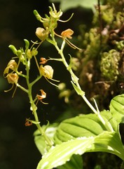 Litter Fly Orchid - Photo (c) Nick Helme, some rights reserved (CC BY-SA), uploaded by Nick Helme