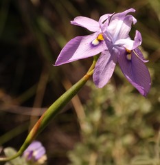 Moraea inclinata