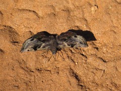 Ebrietas anacreon
