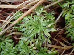 Saxifraga hypnoides