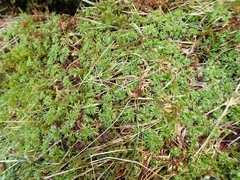 Saxifraga hypnoides