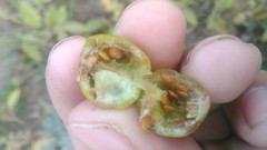 Solanum juvenale