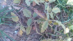 Solanum juvenale