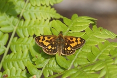 Carterocephalus silvicola