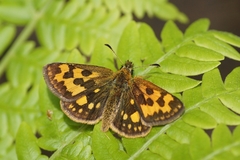 Carterocephalus silvicola