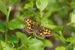 Carterocephalus silvicola