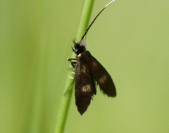 Cauchas fibulella
