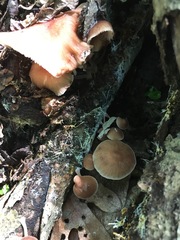 Collybiopsis dichroa