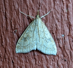 Udea profundalis