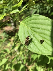 Chrysopilus ornatus
