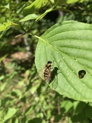 Chrysopilus ornatus
