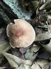 Collybiopsis dichroa