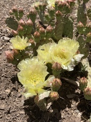 Opuntia polyacantha juniperina