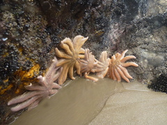 Stichaster australis