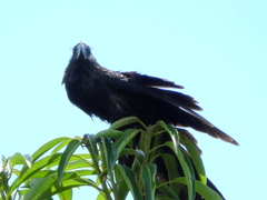 Crotophaga ani