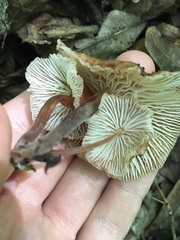 Collybiopsis dichroa