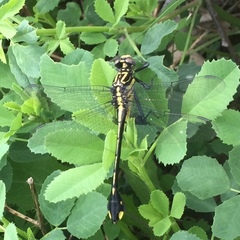 Gomphurus