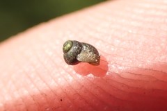 Fluminicola turbiniformis