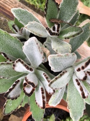 Kalanchoe tomentosa