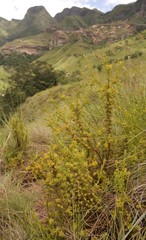 Thesium cupressoides