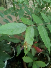 Syrphidae
