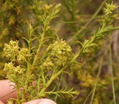 Thesium cupressoides